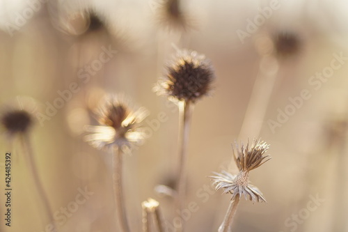 Dry sharp flowers growing in sunny garden