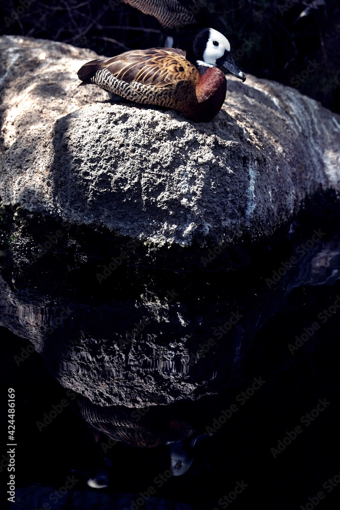 Fototapeta premium Duck standing in the sun light on a rock
