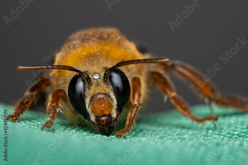 close up of a bee © Bu Pinto
