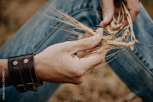 The farmer holds the grain in his hands, checks the readiness of the grain crop in the field.
