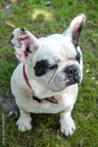 Portrait of a bored and sleepy French Bulldog falling a sleep standing outdoor © PaulPetrut