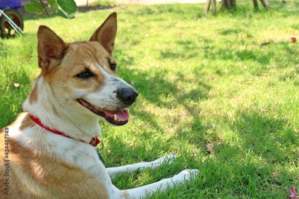 A cute white and brown dog wear a red neckband lying on the green grass in the park. Animal and nature concept.