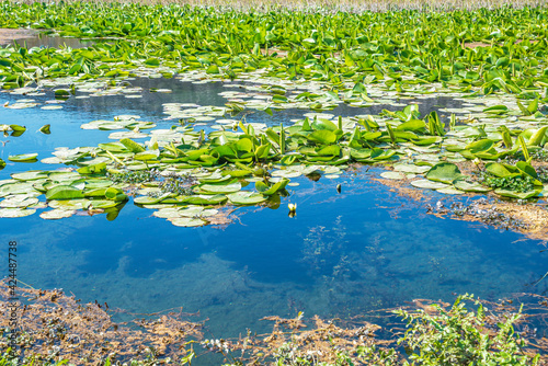 Beautiful view of Water lilies and Kırkgöz springs, which takes its name from 40 water springs coming from under the Taurus Mountains.