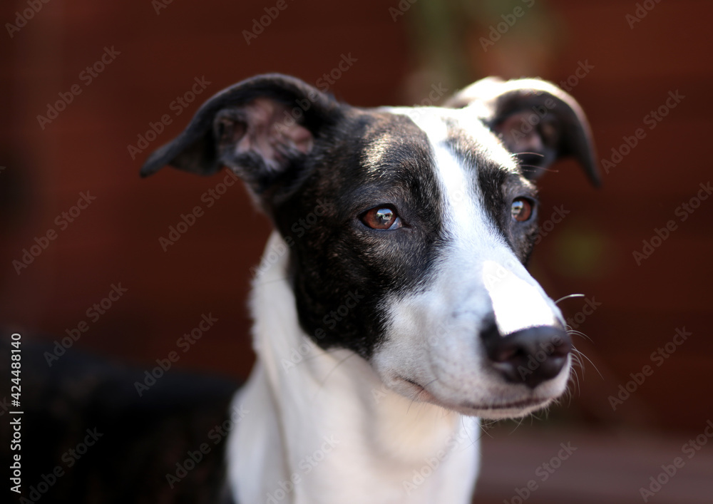 Galgo spanish dog portrait