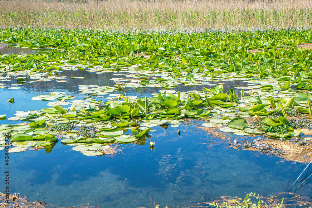 Beautiful view of Water lilies and Kırkgöz springs, which takes its name from 40 water springs coming from under the Taurus Mountains.