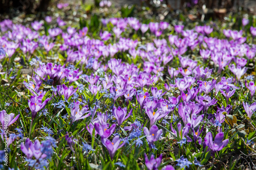 Very beautiful spring purple crocus flowers in the garden. Beautiful fresh saffron flowers in the sunlight. Close-up.  Valley of crocuses. Blurred background.