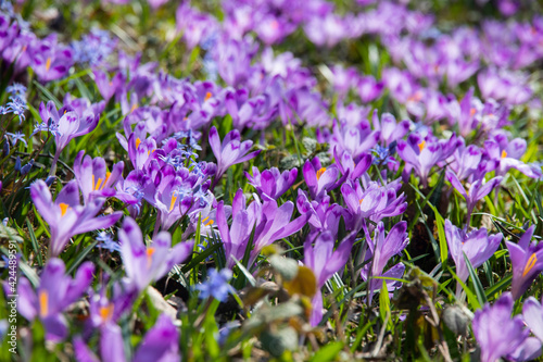 Very beautiful spring purple crocus flowers in the garden. Beautiful fresh saffron flowers in the sunlight. Close-up. Valley of crocuses. Blurred background.