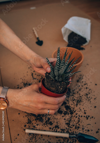 Woman taking care of plants at her home. Gardening concept.