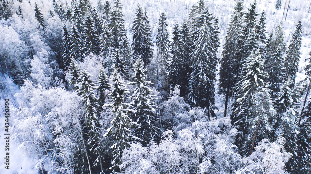 Aerial view from drone of frozen snowy pines of high trees in Lapland national park environment, bird’s eye view of winter nature Aerial view from drone of frozen snowy pines of high trees in Lapland national park environment, bird’s eye view of winter nature