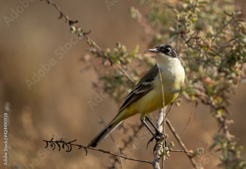 Closeup of a Yellow Wagtail at Hamala, Bahrain