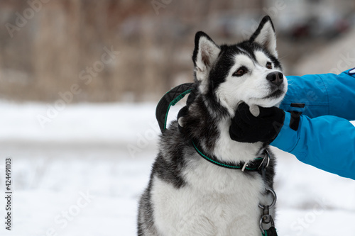 Human hands caress the dog breed Siberian husky in winter on a walk in the street. A man and a pet on a walk. Portrait of a funny dog with a man. Contact with animals. The cute husky looks plaintive.