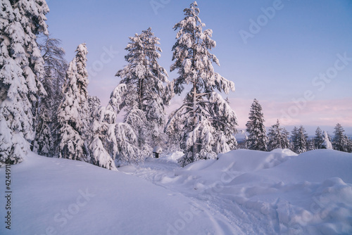 Beautiful scenic view of frozen spruce trees in famous national park on northern european environment, natural landmark of Riisitunturi in Lapland destination wanderland