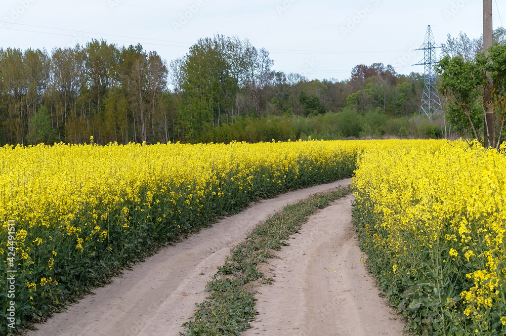 A field of yellow blooming rapeseed. Farmland of mature canola. Farm field of oilseed crops.