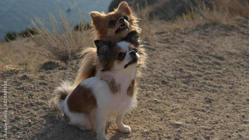 two funny pet chihuahua dogs embrace hugging during obedience training on summer sea mountain coast in sunset two funny pet chihuahua dogs embrace hugging during obedience training on summer sea mountain coast in sunset