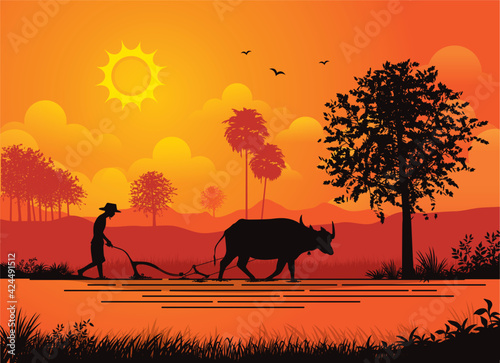 vector Backlit photo: Thai farmers plow buffalo in the fields to grow rice in the rainy season.