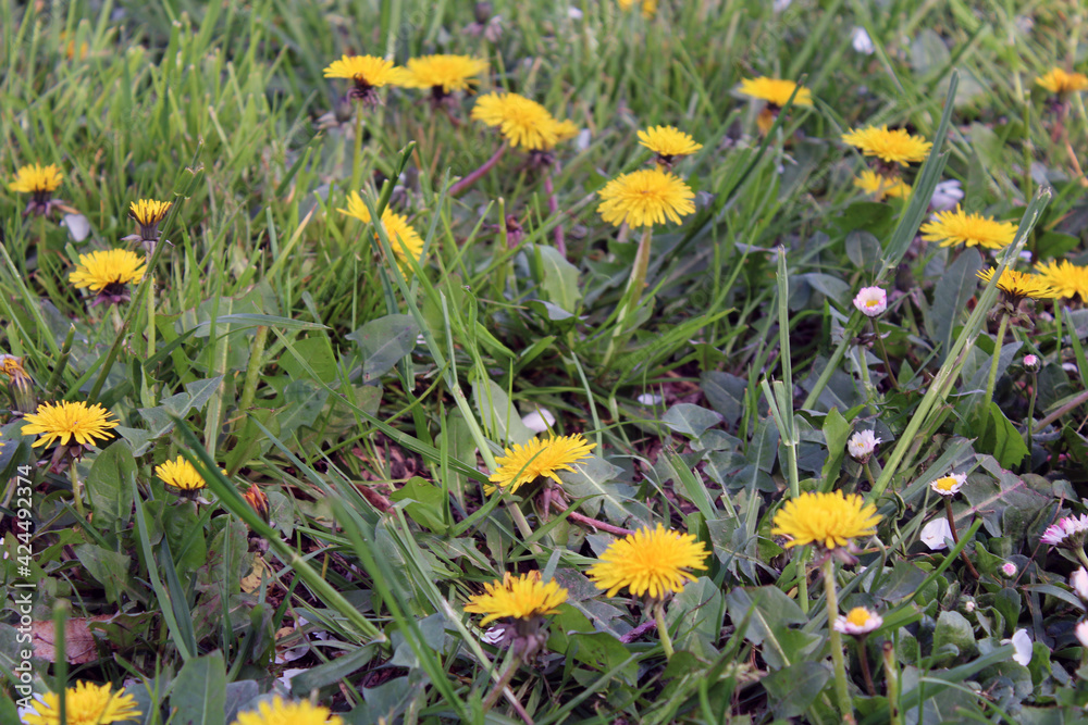 Obraz premium Campo di Tarassaco con fiori gialli e bianchi