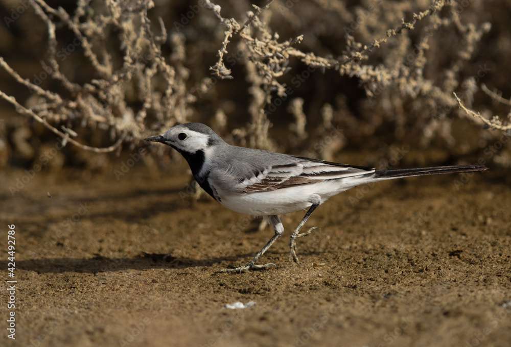 Closeup of a White wagtail at hamala, Bahrain Closeup of a White wagtail at hamala, Bahrain