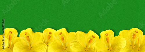 Bright yellow hibiscus flowers on a green background, border. photo