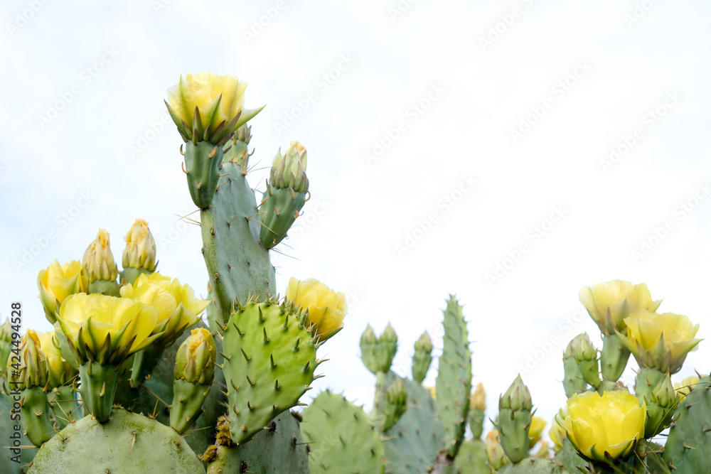 Prickly pear cactus in bloom during spring, isolated on background. Prickly pear cactus in bloom during spring, isolated on background.