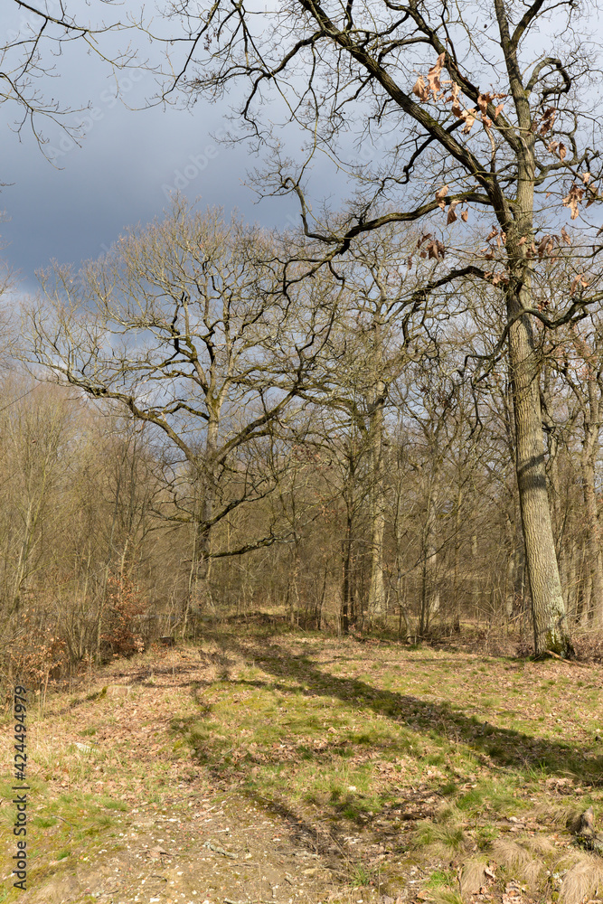 Chêne pédonculé, quercus robur, hiver, forêt domaniale de Sénart, 91, Essonne Chêne pédonculé, quercus robur, hiver, forêt domaniale de Sénart, 91, Essonne