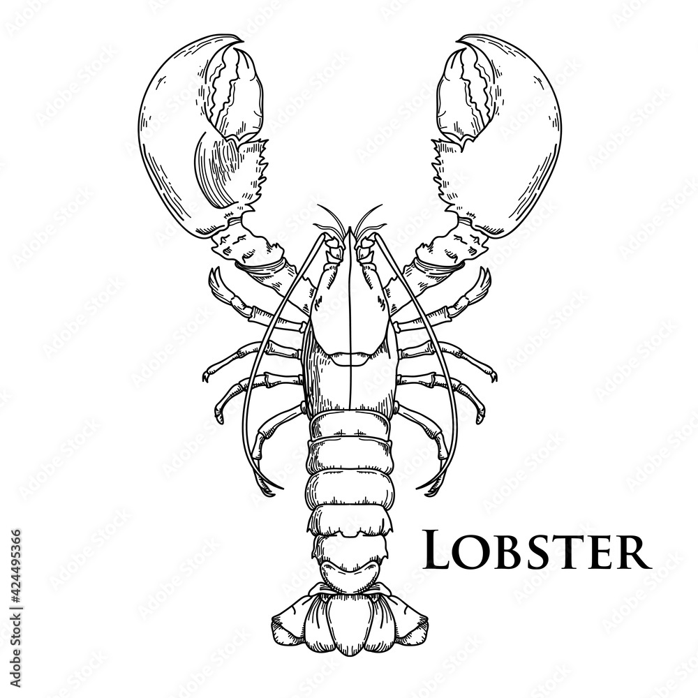 vector Lobster hand drawing vintage engraving illustration Stock Vector