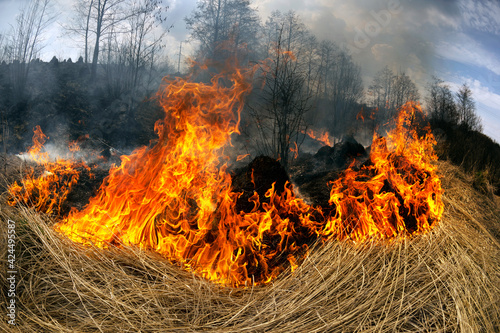 Fire burns grass and forest