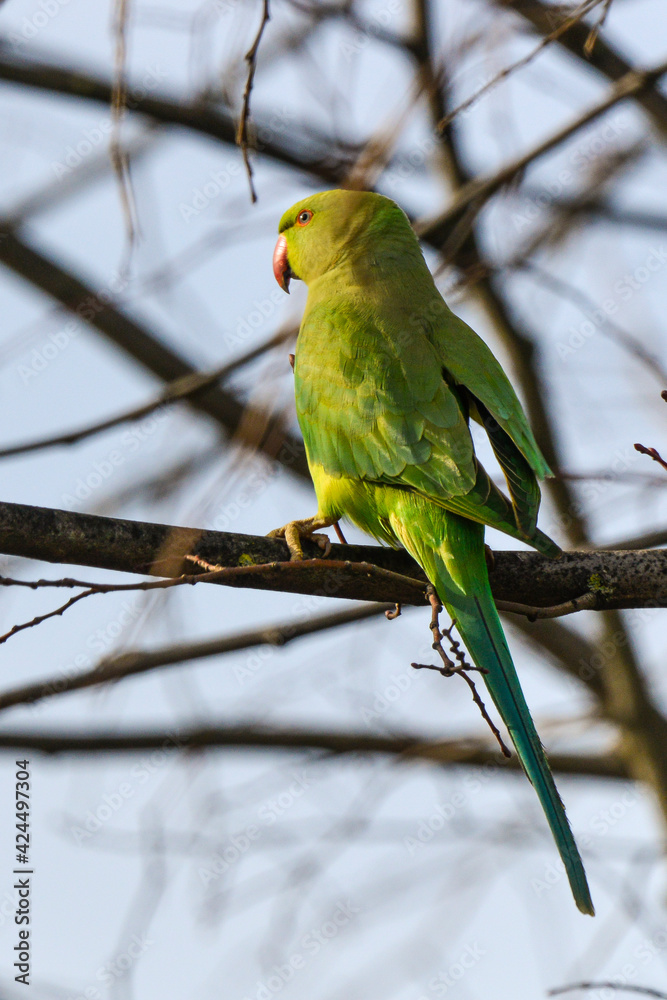 Perruche à collier,.Psittacula krameri, Rose ringed Parakeet Perruche à collier,.Psittacula krameri, Rose ringed Parakeet