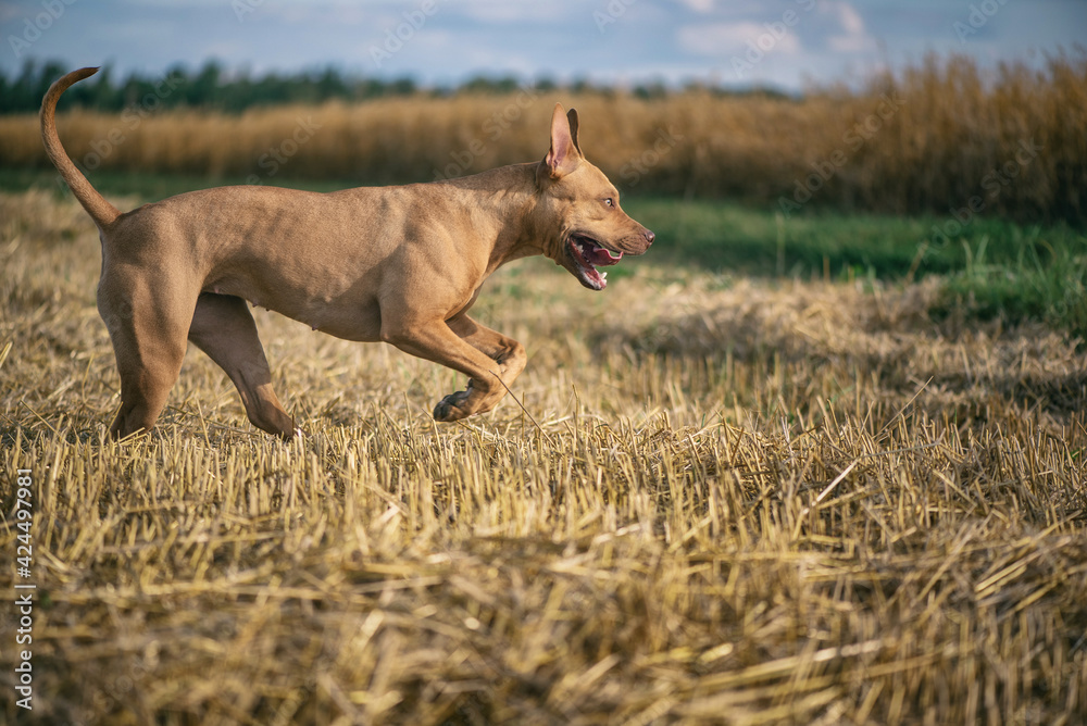 Fototapeta premium Young handsome pit bull terrier playing in the mown wheat field.
