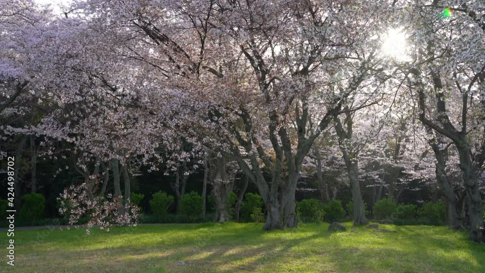 紫雲出山の桜 紫雲出山の桜
