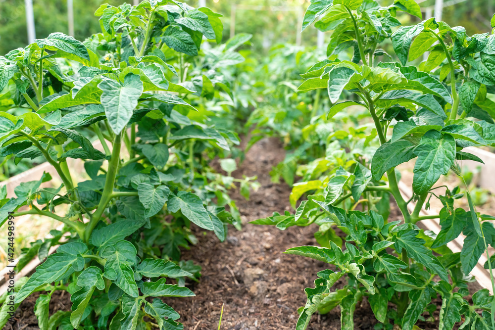 Tomato plants growing outdoors in a garden Tomato plants growing outdoors in a garden
