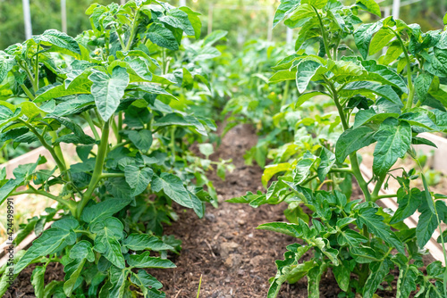 Tomato plants growing outdoors in a garden