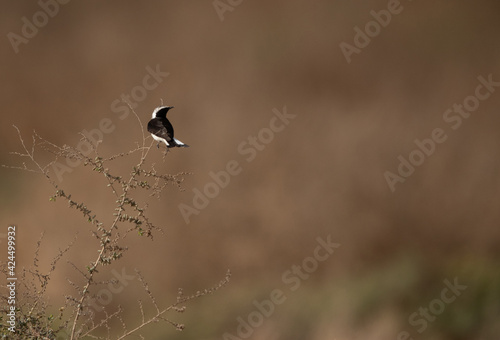 Pied wheatear in it s habitat at hamala, Bahrain