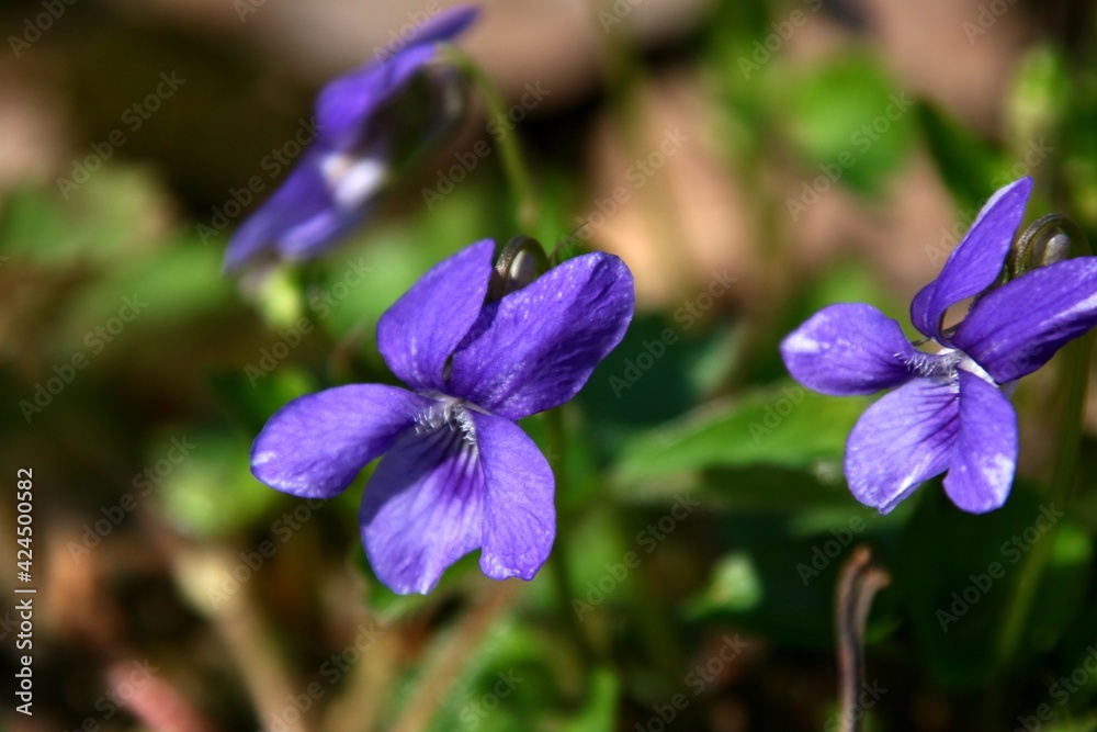 Violettes des bois.