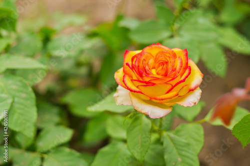 yellow rose in garden