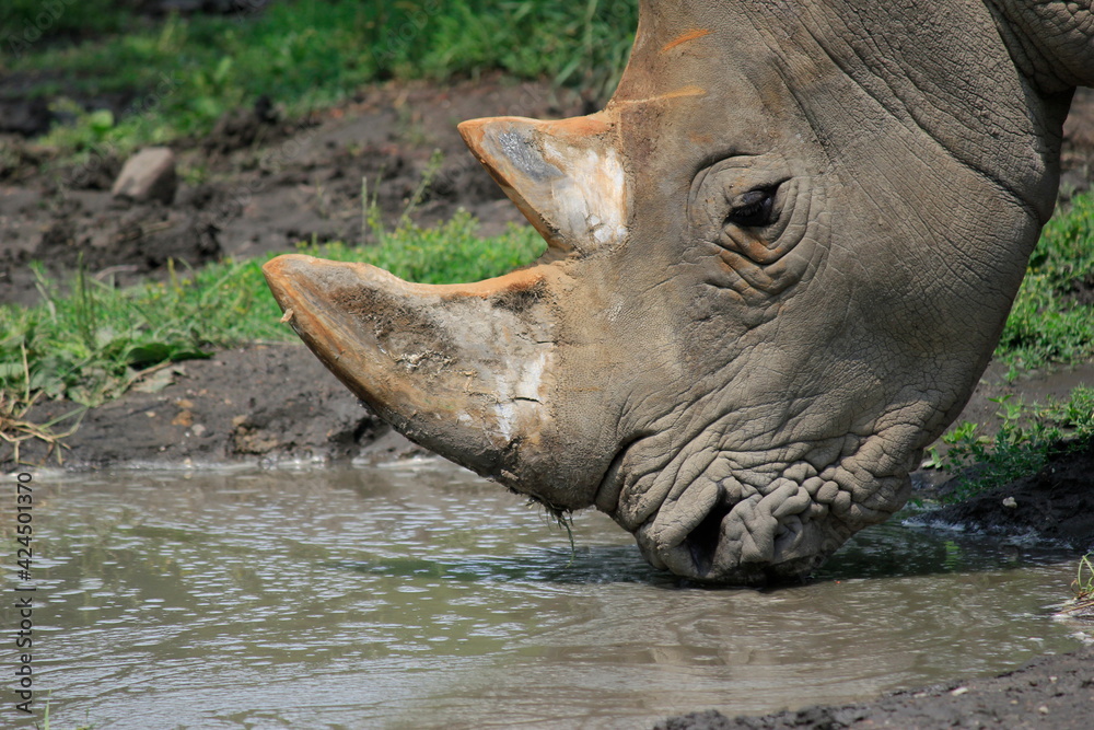 Obraz premium Pijący Nosorożec 