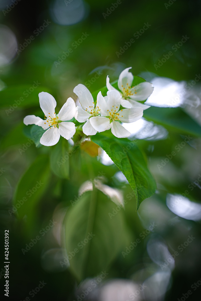 Beautiful natural background with apple trees in bloom. White flowers among the foliage with a blur effect. Spring flowering trees, awakening nature after winter, warm sunny day, tenderness concept. Beautiful natural background with apple trees in bloom. White flowers among the foliage with a blur effect. Spring flowering trees, awakening nature after winter, warm sunny day, tenderness concept.