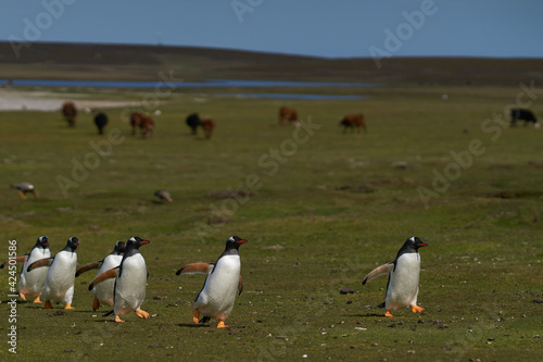 Gentoo Penguins (Pygoscelis papua) returning to the colony across grassland grazed by cattle on Bleaker Island in the Falkland Islands.