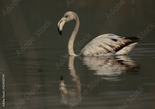 Juvenile Greater Flamingo wading at Asker marsh with beautiful reflection in the morning hours  Bahrain