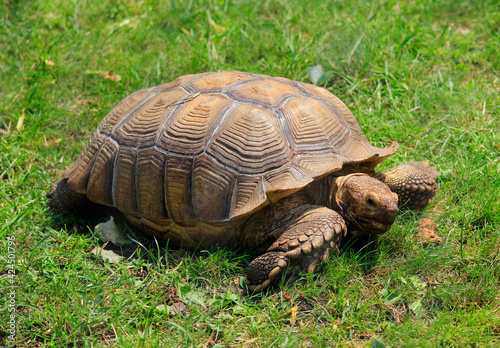 Duży żółw na trawie