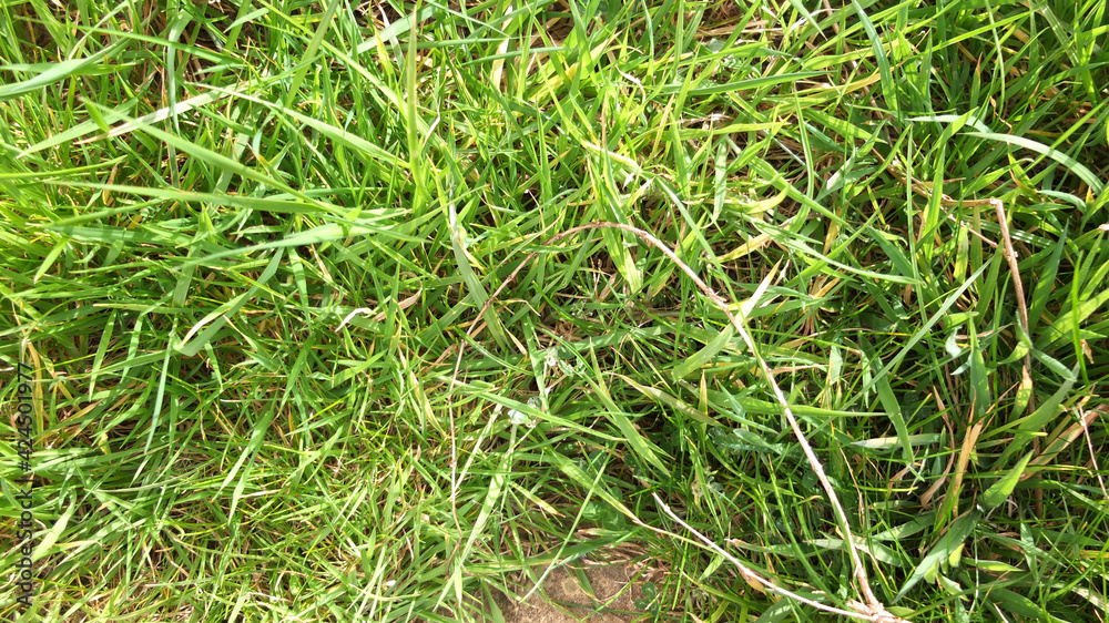 Un-cut garden grass lawn in the spring sunshine Un-cut garden grass lawn in the spring sunshine