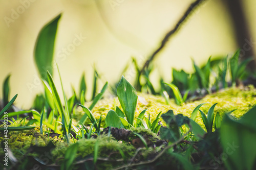 Close-up to young Wild garlic spread around the forest. Fresh green colour and green blurry background. Natural medicines and holistic therapies. 