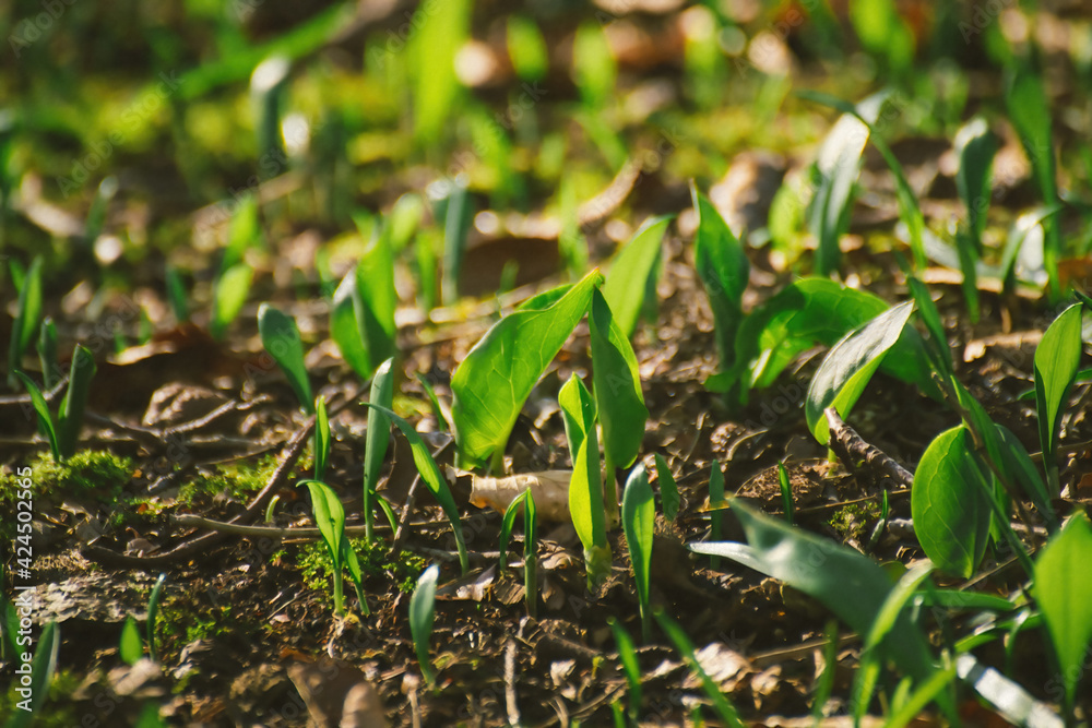 Close-up to young Wild garlic spread around the forest. Fresh green colour. Natural medicines and holistic therapies. Close-up to young Wild garlic spread around the forest. Fresh green colour. Natural medicines and holistic therapies.