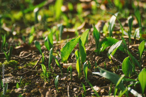 Close-up to young Wild garlic spread around the forest. Fresh green colour. Natural medicines and holistic therapies. 
