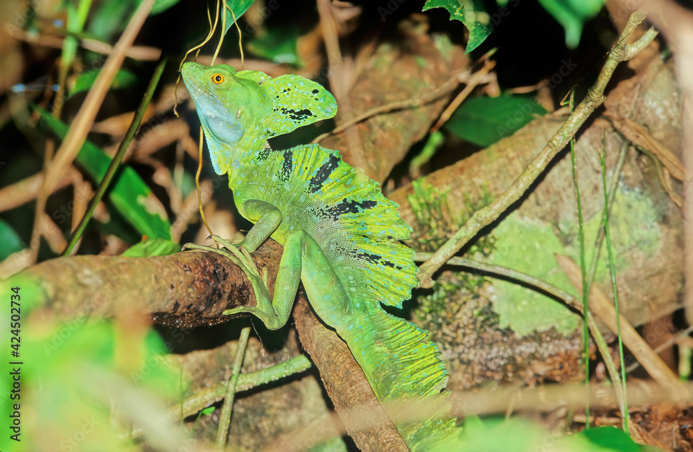 Fototapeta premium Plumed basilisk