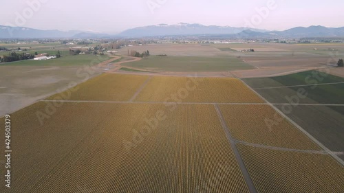 Daffodil Fields