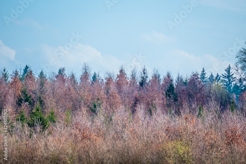 Wiederaufforstung im Mischwald