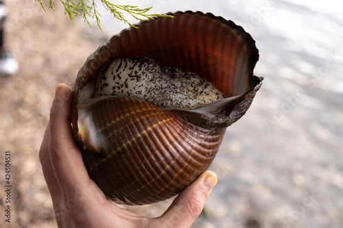  A man takes up an big sea snail shell and puts it on his palm