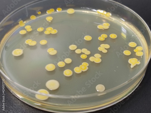 Food and drug microbial test results