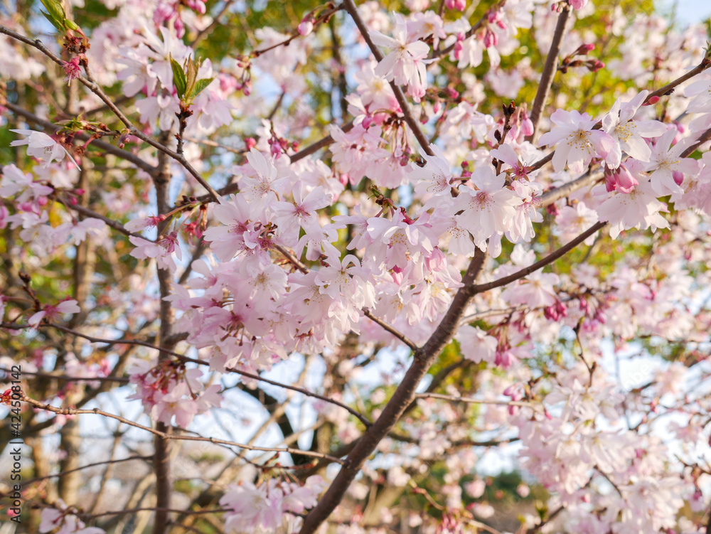 cherry blossom cherry blossom