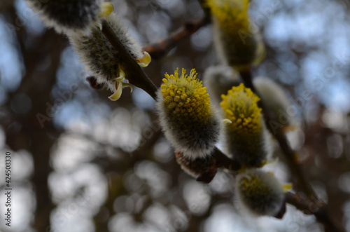 Spring nature background with pussy willow branches. Young furry willow catkins